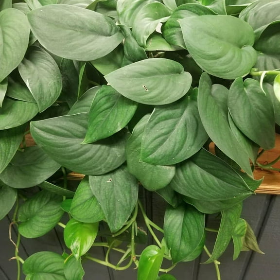 Jade PothosEpipremnum aureum 'Jade'Easy care indoor plant 8" Hanging Basket