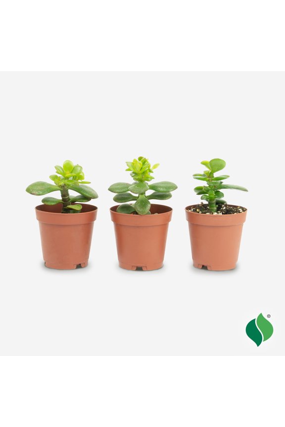 Jade Succulent 3pk