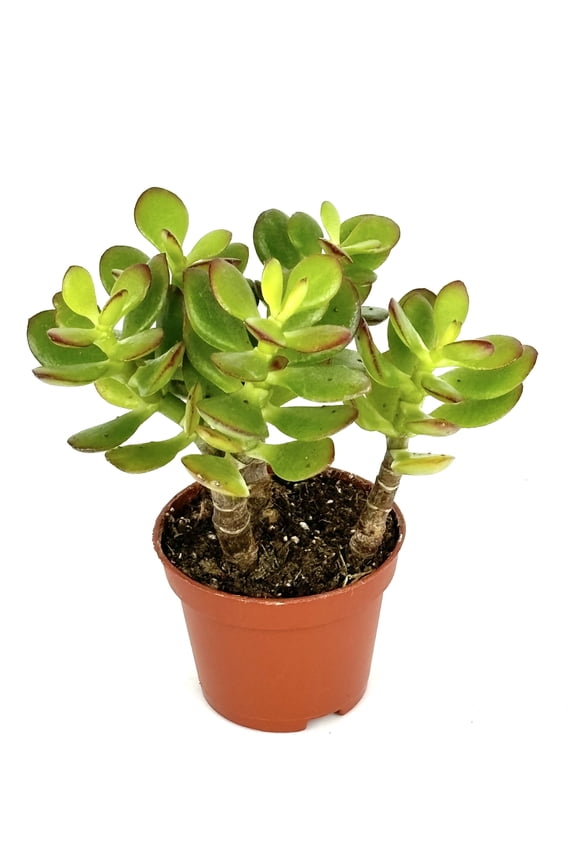 Jade Succulent Crassula Succulents Easy Care, 2" Pot