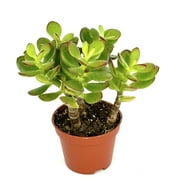 Jade Succulent Crassula Succulents Easy Care, 2 Pot