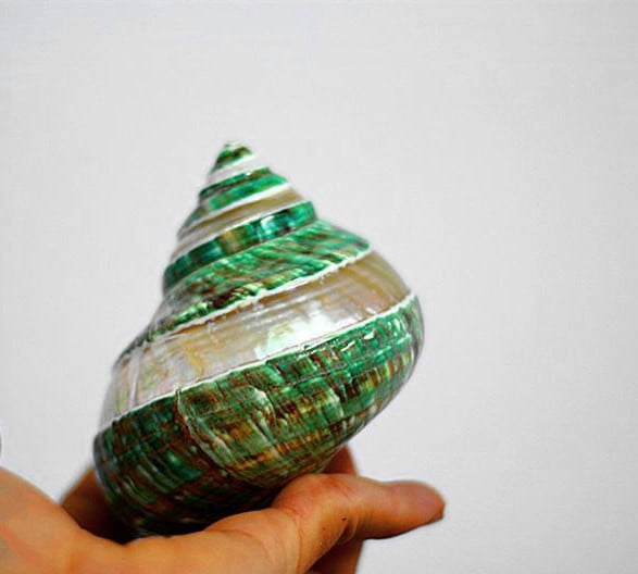 Jade Turbo Banded Shells&Hermit Crab Sea Shells,Turbo Shells 3-1/2