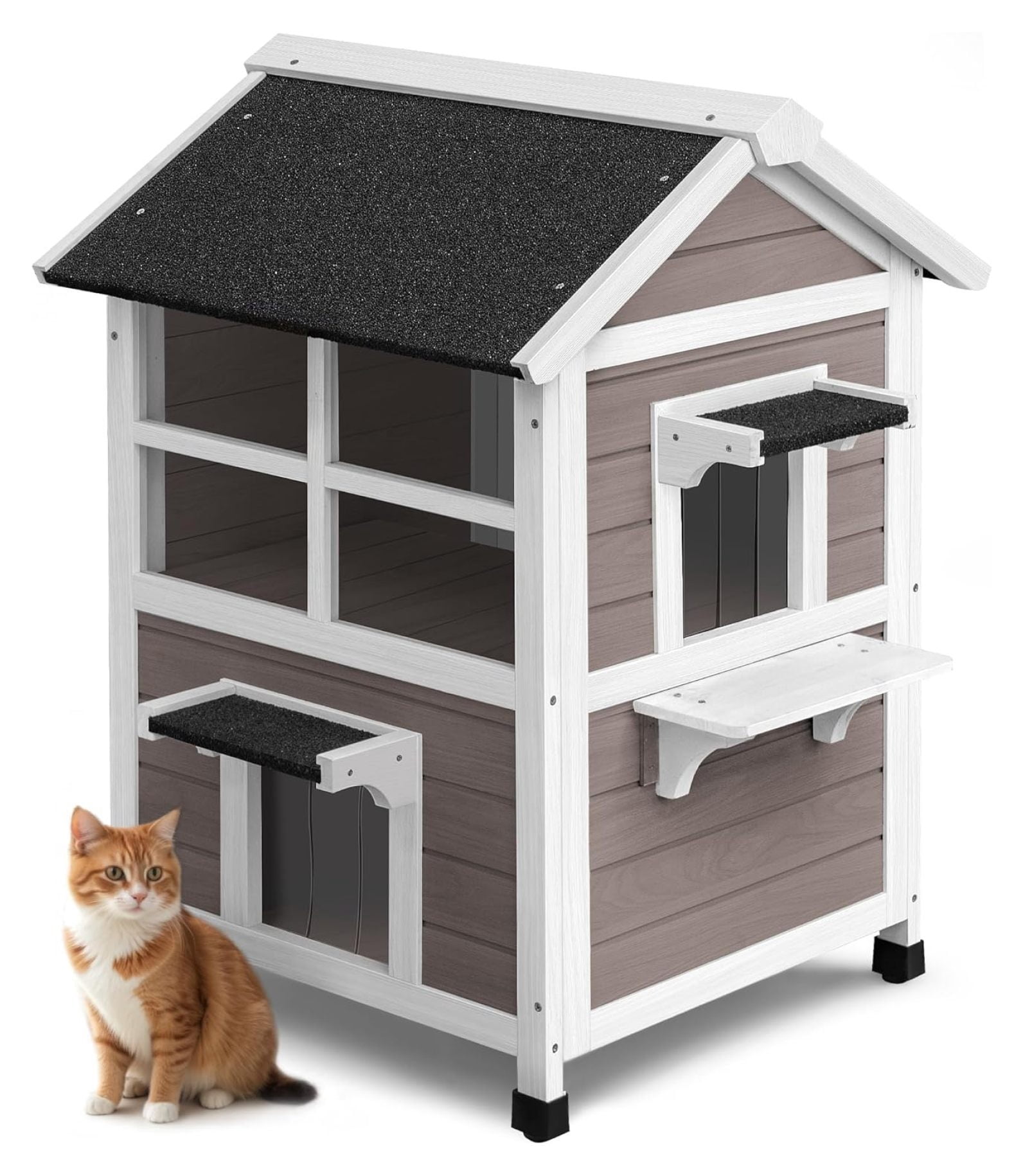 animal rescue feral cats for sale