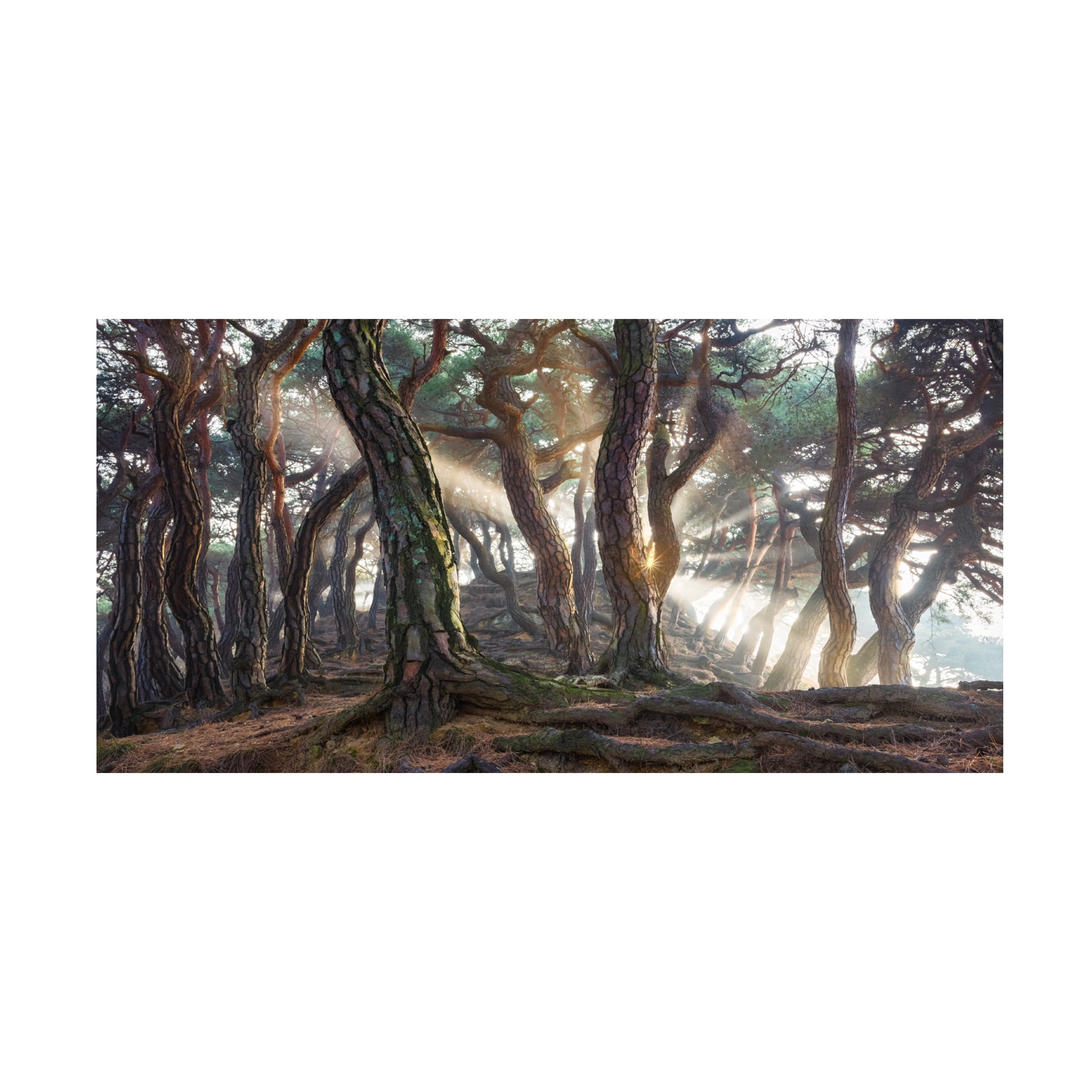 Jaeyoun Ryu 'Sacred Pine Trees' Canvas Art