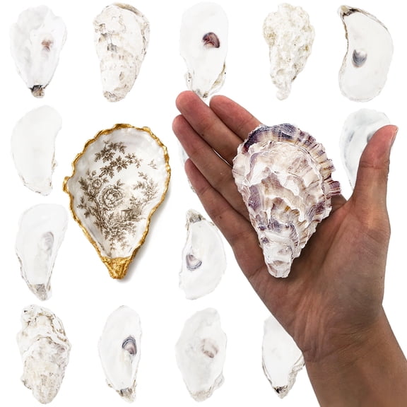 Jaffallana 20PCS 3"-4" Medium Oyster Shells for Crafts, Hand-Selected, Cleaned & Odorless Craft Oyster Shells for Coastal Art Projects, Painting, DIY, Wedding Decor, Decoupage
