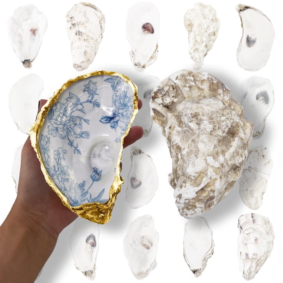 Jaffallana 20PCS 5"-6" Extra Large Oyster Shells for Crafts, Natural Odor-Free Seashells for DIY, Painting, Wedding Decor, Decorating, Vase Fillers, Coastal Art Projects