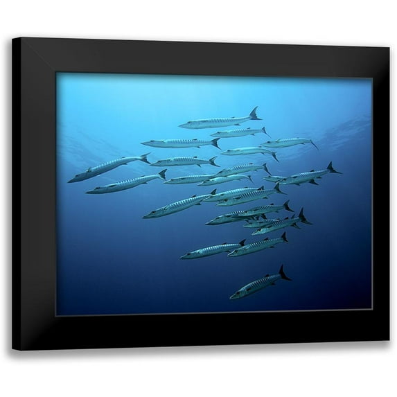 Jager, Henry 24x19 Black Modern Framed Museum Art Print Titled - Barracudas