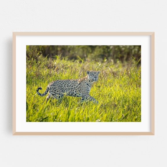 Jaguar Hunting in Tall Grass - State of Mato Grosso Brazil Photography Wildlife Animal Nature Jungle Wilderness Scenic Tiger Oak Framed Wall Art Print 16 x 24 inches