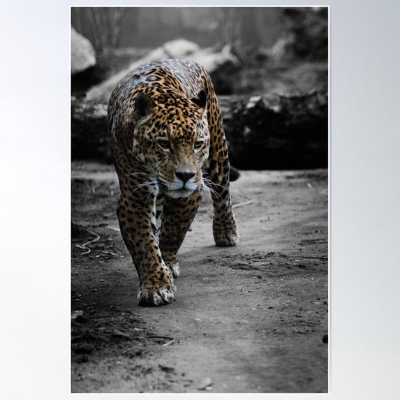 Jaguar On The Hunt Poster Wall Art, Modern Wall Decor For Living Room Bedroom, 16x24 UNFRAMED