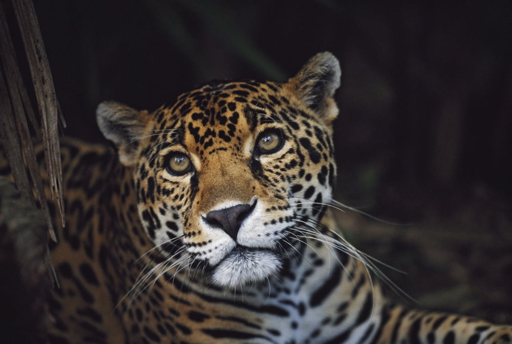 Jaguar (Panthera Onca) Belize Canvas Art - David Ponton Design Pics (19 x 12)