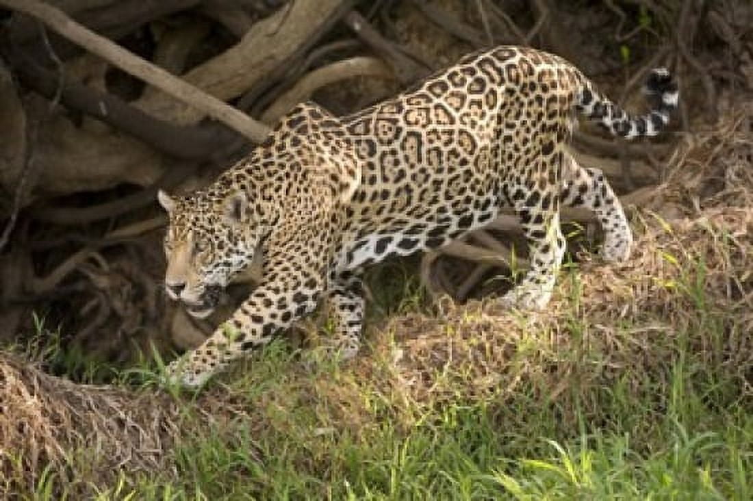 Jaguar (Panthera onca) foraging in a forest Three Brothers River Meeting of the Waters State Park Pantanal Wetlands Brazil Canvas Art - Panoramic Images (16 x 11)