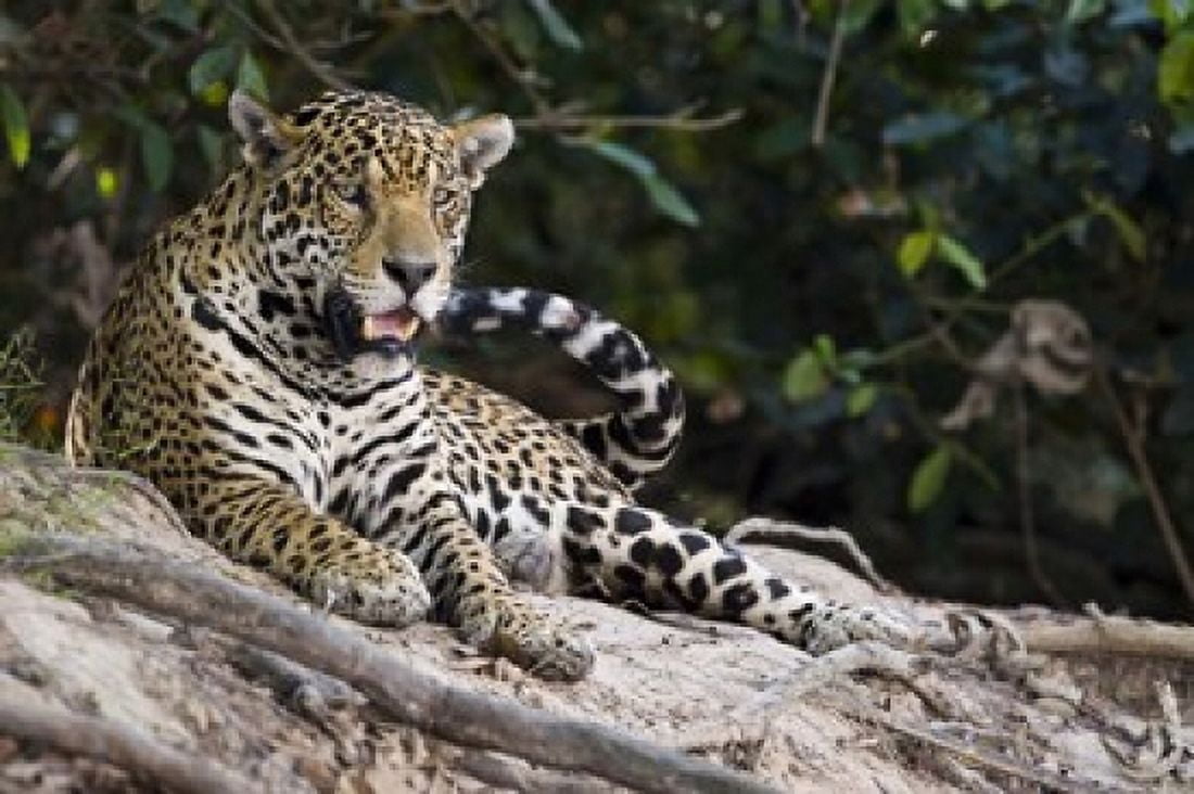 Jaguar (Panthera onca) snarling Three Brothers River Meeting of the Waters State Park Pantanal Wetlands Brazil Canvas Art - Panoramic Images (16 x 11)