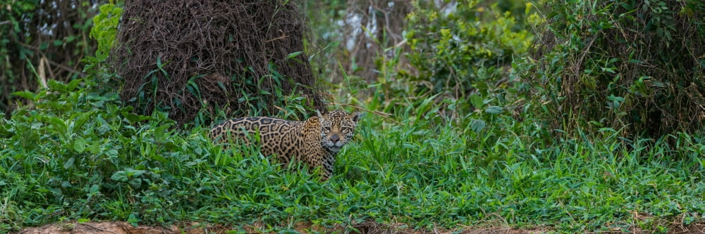 Jaguar (Panthera onca) walking in a forest Cuiaba River Pantanal Matogrossense National Park Pantanal Wetlands Brazil Canvas Art - Panoramic Images (6 x 18)