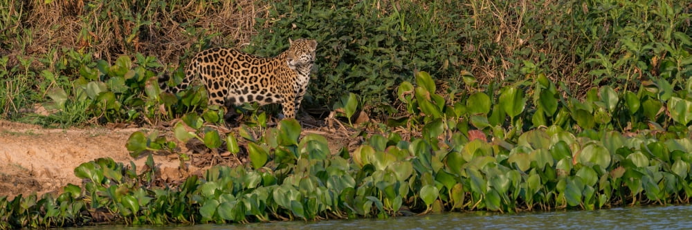 Jaguar (Panthera onca) walking in a forest Cuiaba River Pantanal Matogrossense National Park Pantanal Wetlands Brazil Canvas Art - Panoramic Images (6 x 18)