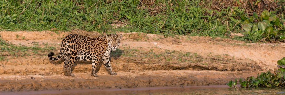 Jaguar (Panthera onca) walking in a forest at riverside Cuiaba River Pantanal Matogrossense National Park Pantanal Wetlands Brazil Canvas Art - Panoramic Images (12 x 36)
