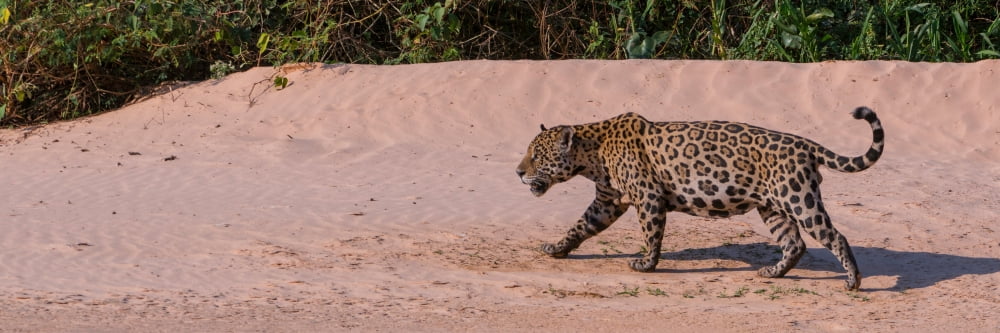 Jaguar (Panthera onca) walking in a forest at riverside Cuiaba River Pantanal Matogrossense National Park Pantanal Wetlands Brazil Canvas Art - Panoramic Images (12 x 36)
