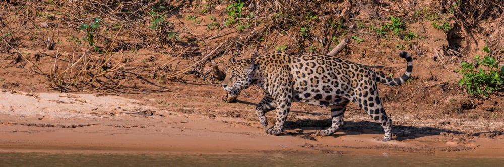 Jaguar (Panthera onca) walking in a forest at riverside Cuiaba River Pantanal Matogrossense National Park Pantanal Wetlands Brazil Canvas Art - Panoramic Images (12 x 36)