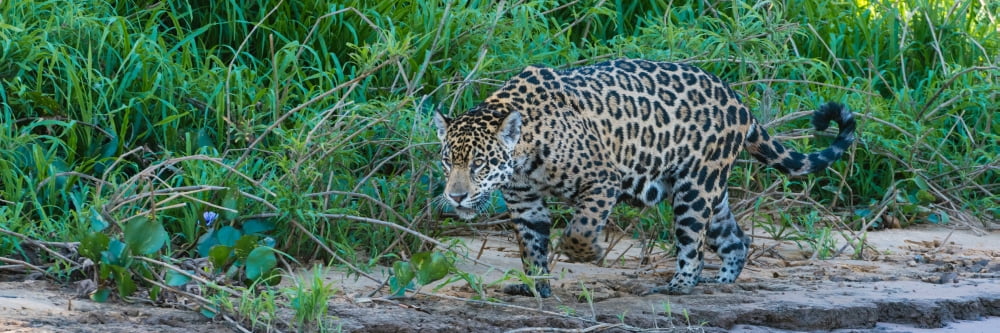 Jaguar (Panthera onca) walking in a forest at riverside Cuiaba River Pantanal Matogrossense National Park Pantanal Wetlands Brazil Canvas Art - Panoramic Images (12 x 36)