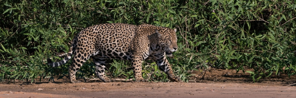 Jaguar (Panthera onca) walking in a forest at riverside Cuiaba River Pantanal Matogrossense National Park Pantanal Wetlands Brazil Canvas Art - Panoramic Images (6 x 18)