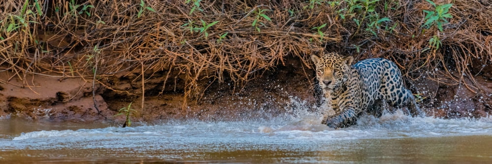 Jaguar (Panthera onca) walking in a forest at riverside Cuiaba River Pantanal Matogrossense National Park Pantanal Wetlands Brazil Canvas Art - Panoramic Images (12 x 36)
