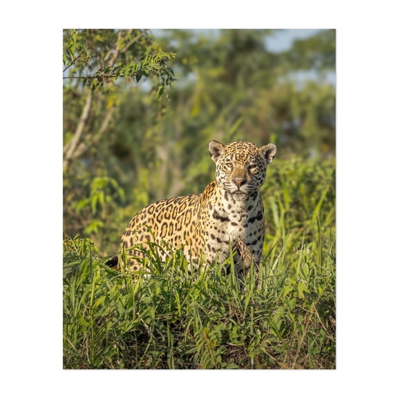 Jaguar Stare - Photography Wildlife Animal Jungle Nature Scenic Wilderness Tropical Unframed Wall Art Print 30 x 40 inches