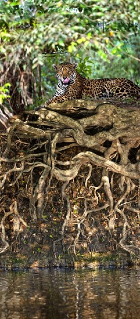 Jaguar resting at the riverside Three Brothers River Meeting of the Waters State Park Pantanal Wetlands Brazil Canvas Art - Panoramic Images (24 x 12)
