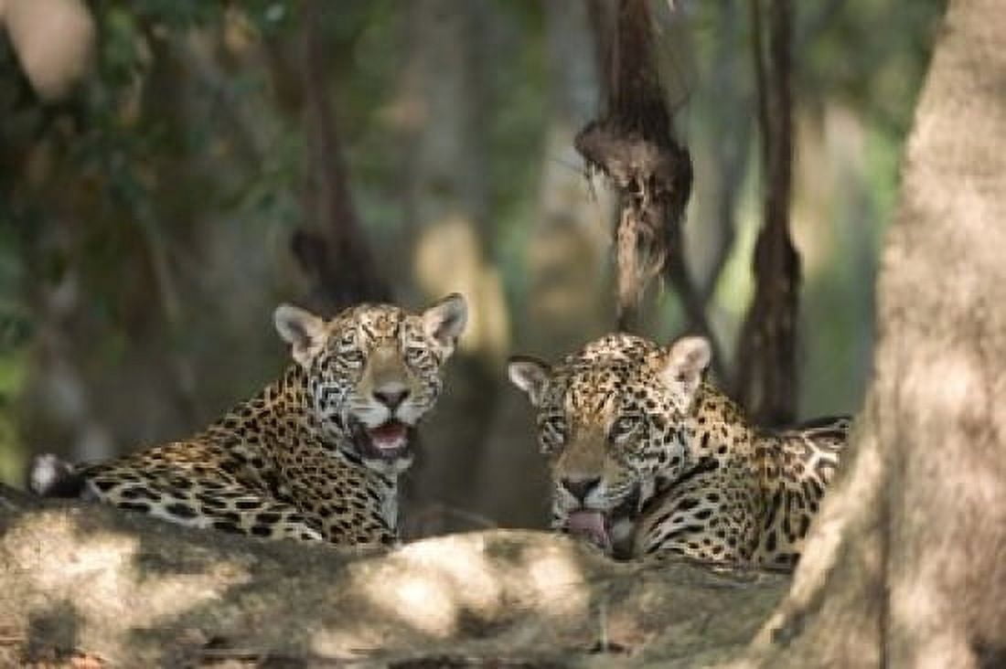 Jaguars (Panthera onca) resting in a forest Three Brothers River Meeting of the Waters State Park Pantanal Wetlands Brazil Canvas Art - Panoramic Images (16 x 11)