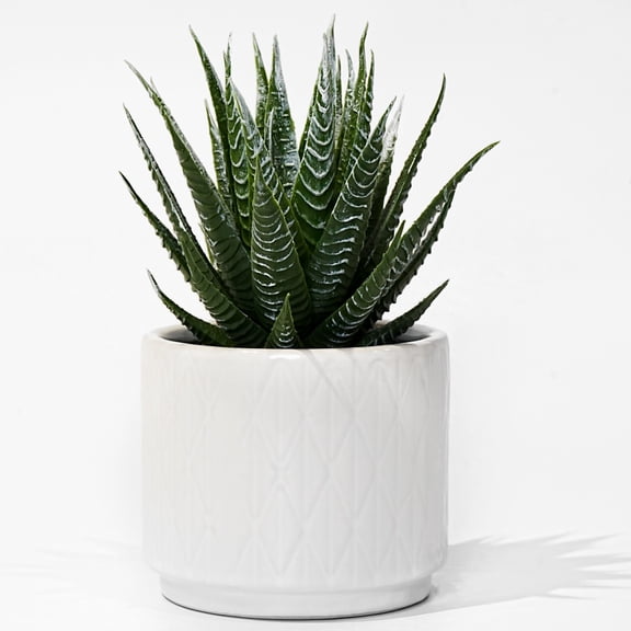 Jahe Artisan Artificial Succulents Fake Plant in White Ceramic Pot,6.7"Tall Realistic Faux Aloe for Table Decor Indoor Centerpiece