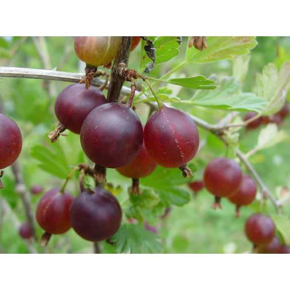 Jahns Prairie Gooseberry Bush - 2.5" Pot - NO SHIP to NC, WV, NH