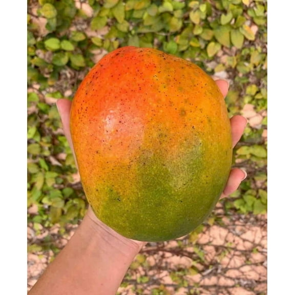 Jakarta MANGO TREE GRAFTED (2-4 Feet Tall). Ship to all states