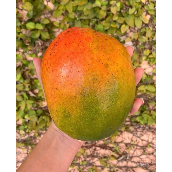 Jakarta MANGO TREE GRAFTED (2-4 Feet Tall). Ship to all states