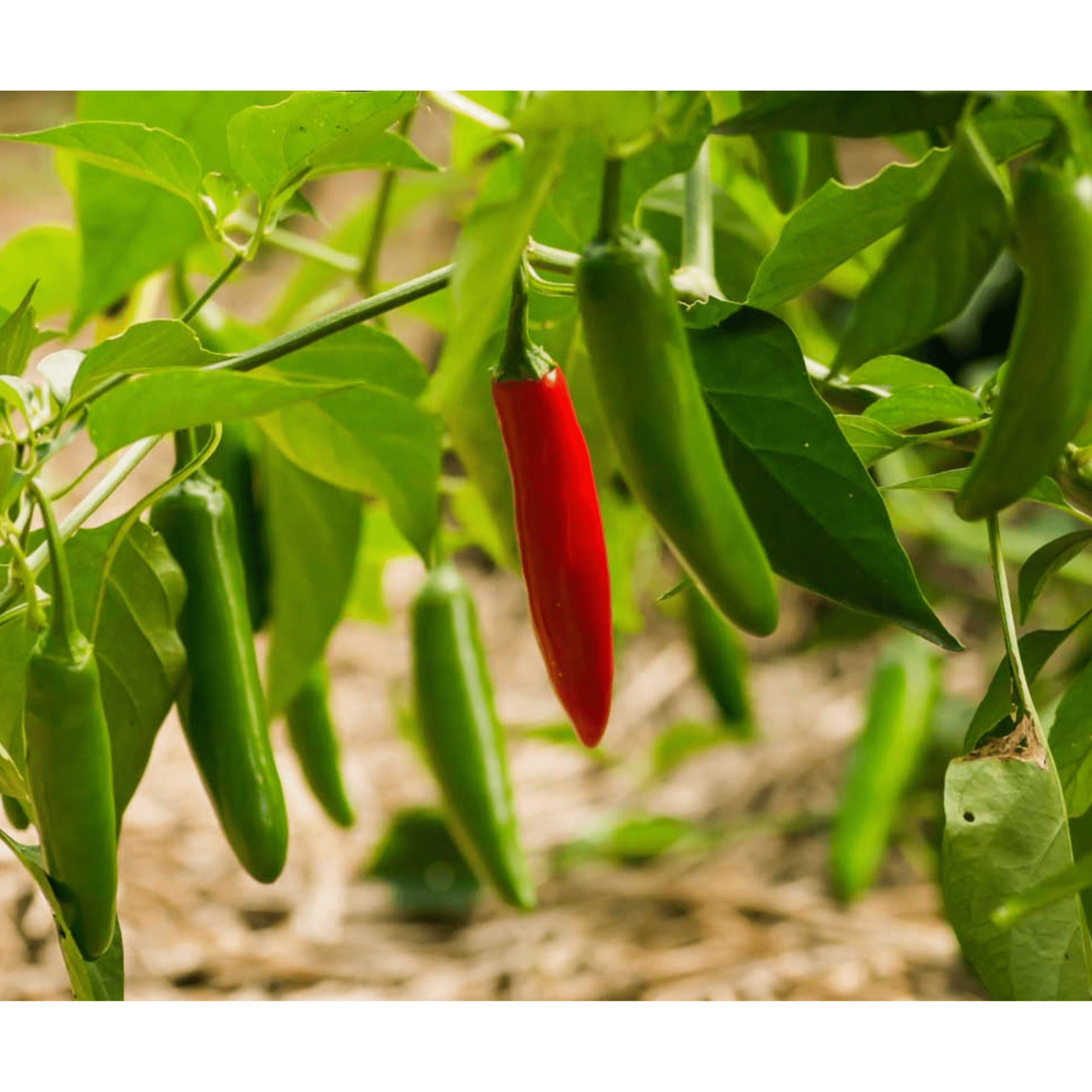 buy betel leaf plant Buy Organic Betel Leaf Plants