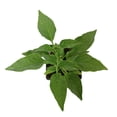 thumbnail image 1 of Jalapeno Gigante II Pepper Plant | Garden Vegetable Start | 6in. Grow Pot; Full Sun | Altman Plants, 1 of 5