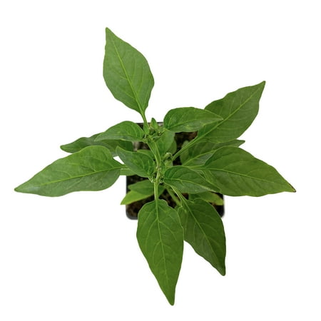Jalapeno Gigante II Pepper Plant | Garden Vegetable Start | 6in. Grow Pot; Full Sun | Altman Plants