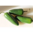 thumbnail image 1 of Jalapeno Lite Pepper 4 Plants - No FIRE!, 1 of 1