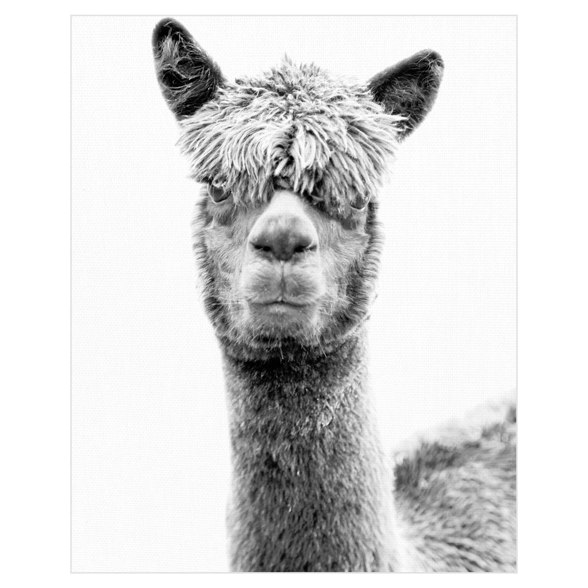 Jalisa by Bill Philip Llama Photo Canvas Art
