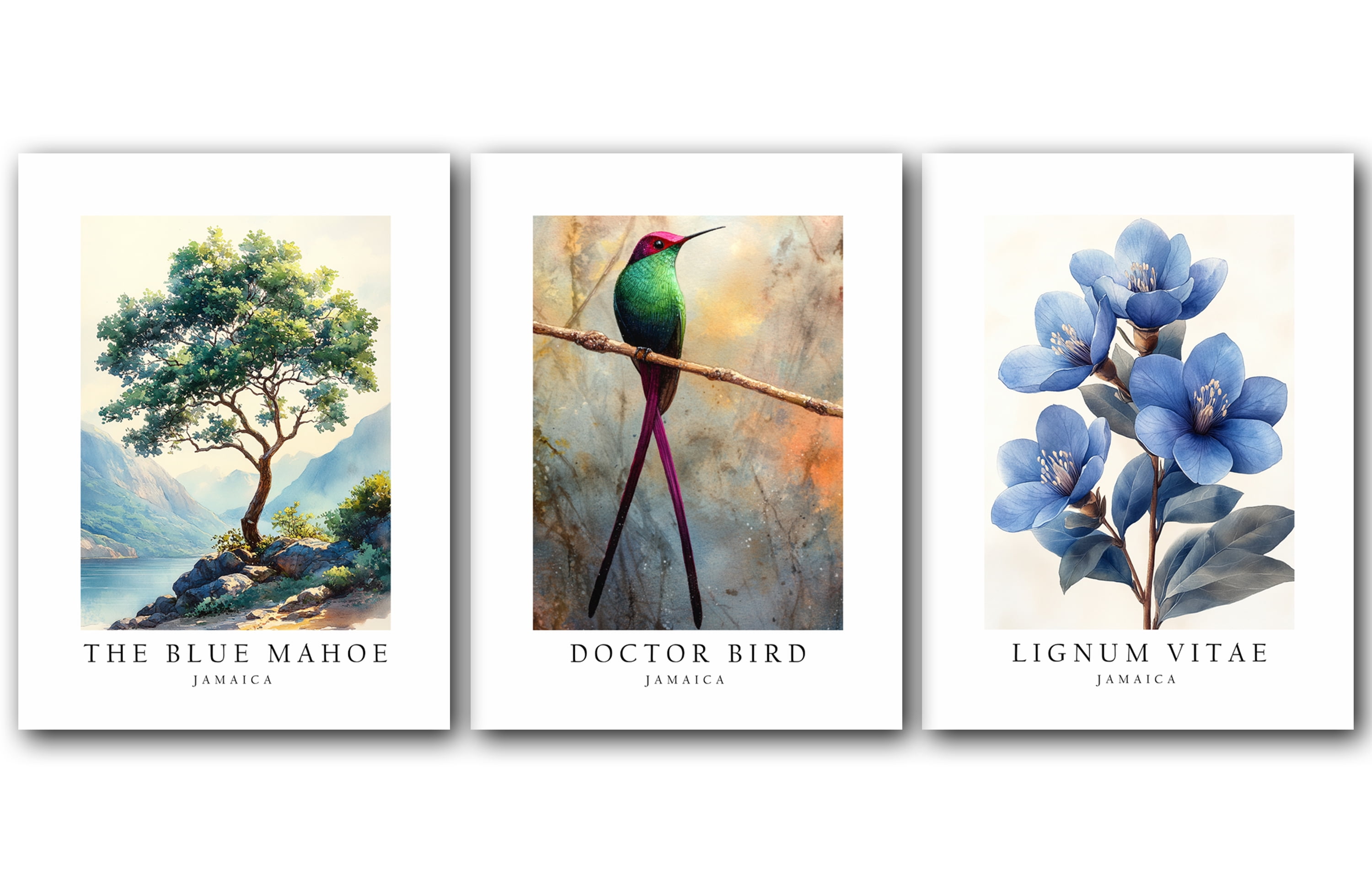 Jamaica National Symbols, The Doctor Bird, Lignum Vitae Flower