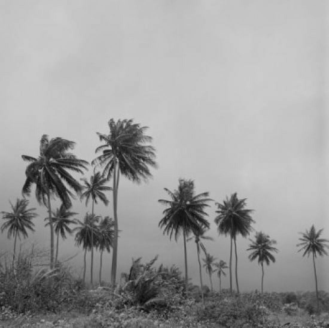 Jamaica palm trees in wind Canvas Art - (18 x 24)