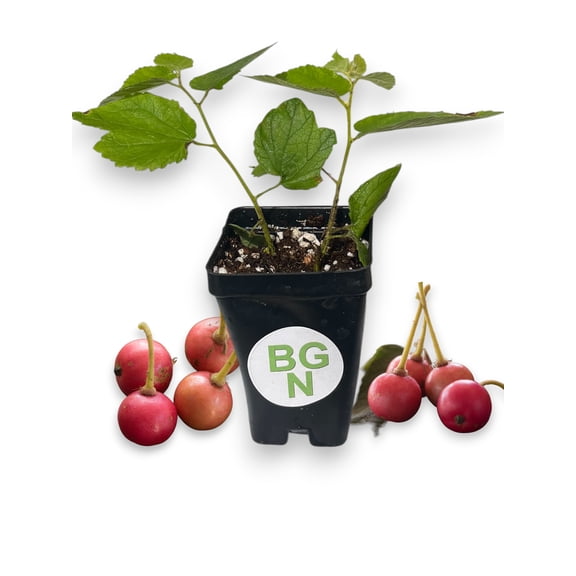 Jamaican Cherry - Red Strawberry Tree - Muntingia calabura - Fast Growing - Live Plant