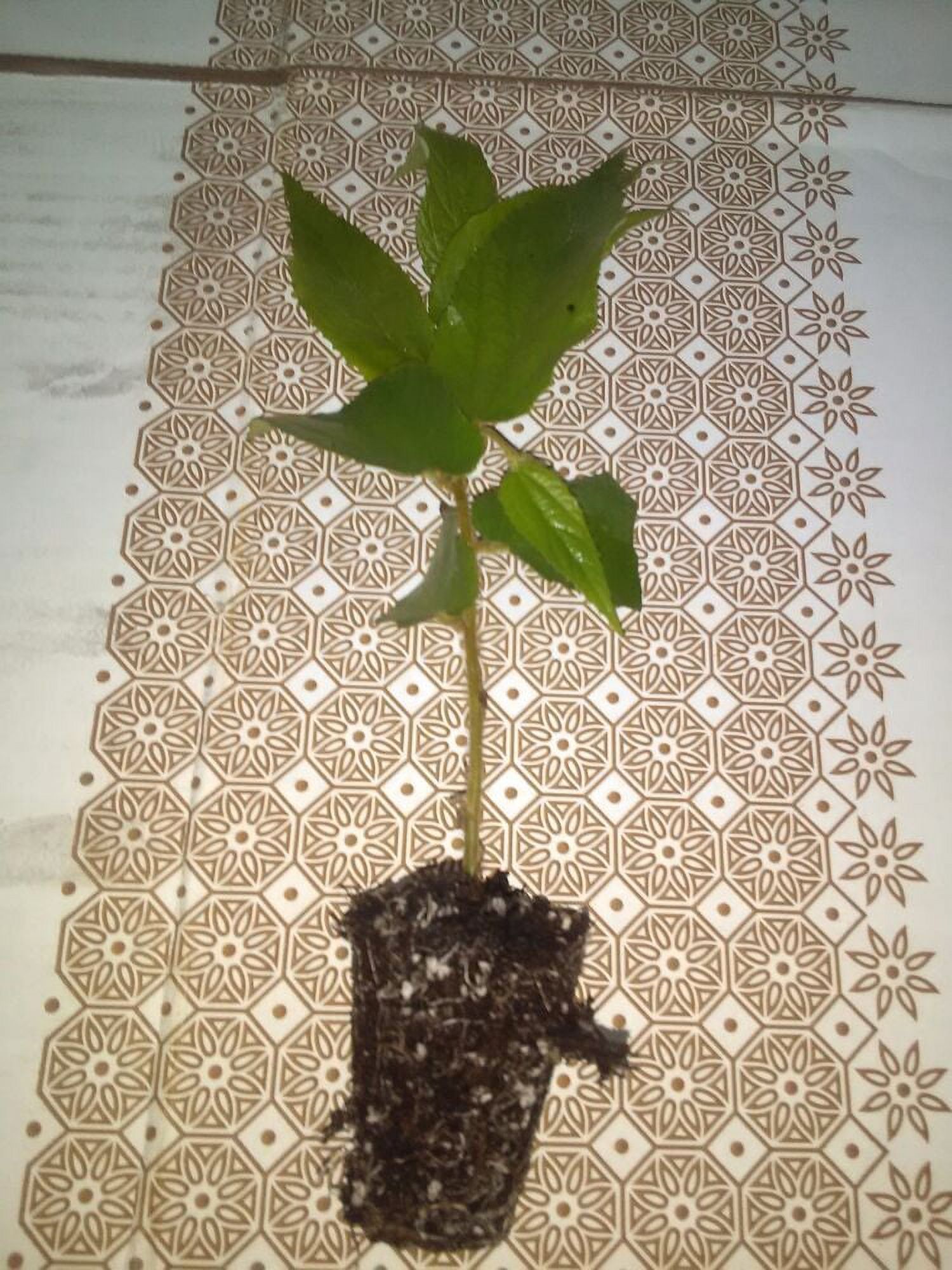 Jamaican Cherry Strawberry Tree Muntingia calabura for sale 4" potted