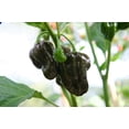 thumbnail image 1 of Jamaican Hot Chocolate Habanero Pepper Plant - 4" Pot, 1 of 4