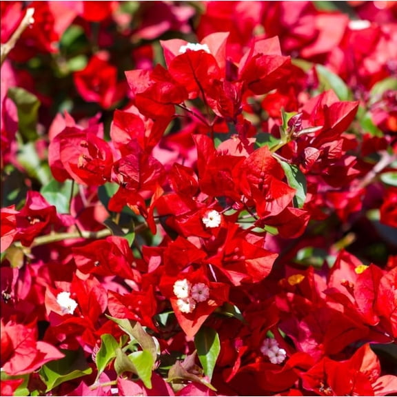 Jamaican Red Bougainvillea Plant Live for Planting Red Bougainvillea Tropical Bougainvillea Flowering Vine, 4-6 Inch Tall, No Pot