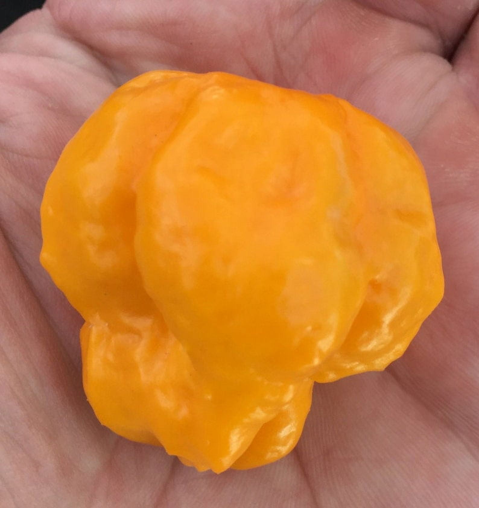 Sherwood's Seeds 10 Jamaican Scotch Bonnet Hot Pepper Plant Seeds