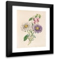 thumbnail image 1 of James Ackerman 11x14 Black Modern Framed Museum Art Print Titled - China-Aster and Fuchsia (1847), 1 of 5