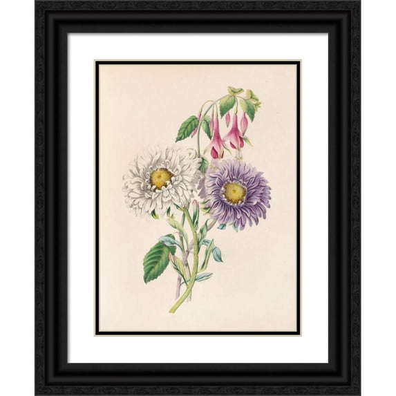 James Ackerman 14x18 Black Ornate Wood Framed Double Matted Museum Art Print Titled - China-Aster and Fuchsia (1847)