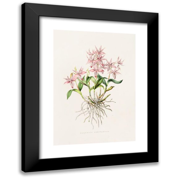 James Bateman 11x14 Black Modern Framed Museum Art Print Titled - Barkeria Attractiveness (1837-1843)
