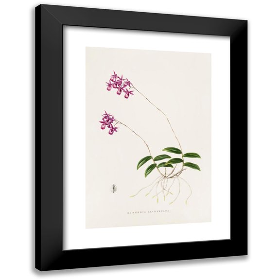 James Bateman 11x14 Black Modern Framed Museum Art Print Titled - Barkeria Lindleyana (1837-1843)