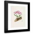 thumbnail image 1 of James Bateman 11x14 Black Modern Framed Museum Art Print Titled - Laelia Majalis (1837-1843), 1 of 5