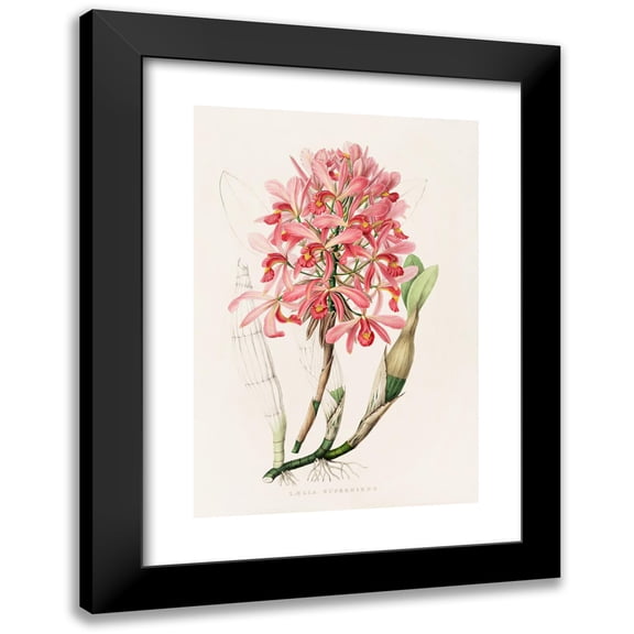 James Bateman 11x14 Black Modern Framed Museum Art Print Titled - Laelia Proud (1837-1843)