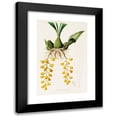 thumbnail image 1 of James Bateman 11x14 Black Modern Framed Museum Art Print Titled - Peristeria Barkeri (1837-1843), 1 of 5