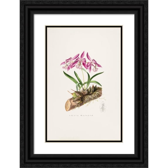 James Bateman 11x14 Black Ornate Wood Framed Double Matted Museum Art Print Titled: Laelia Majalis (1837-1843)